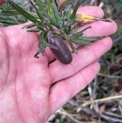 Billardiera scandens (Hairy Apple Berry) at Tharwa, ACT - 30 Aug 2024 by nathkay