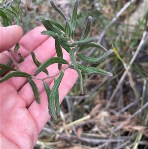 Billardiera scandens at Tharwa, ACT - 30 Aug 2024