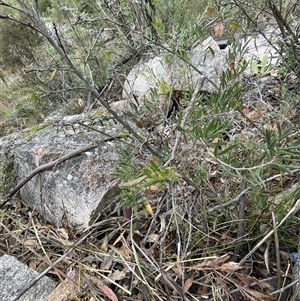 Billardiera scandens at Tharwa, ACT - 30 Aug 2024