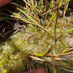 Unverified Algae, Cyanobacteria, other bacteria and viruses at Cotter River, ACT - 13 Sep 2024 by nathkay