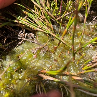 Unverified Algae, Cyanobacteria, other bacteria and viruses at Cotter River, ACT - 13 Sep 2024 by nathkay