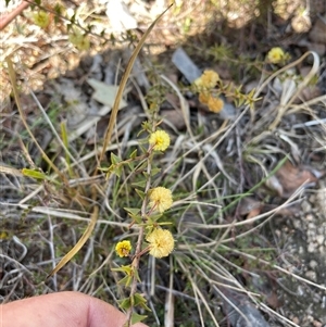 Acacia gunnii at Tennent, ACT - 8 Sep 2024 12:41 PM