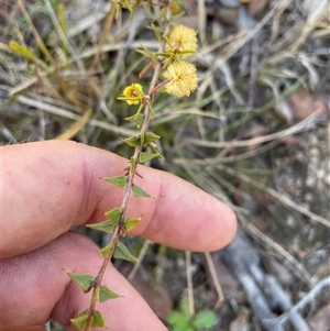 Acacia gunnii at Tennent, ACT - 8 Sep 2024 12:41 PM