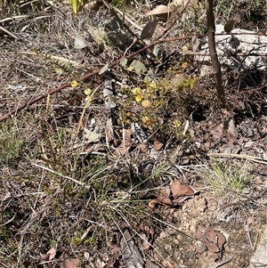 Acacia gunnii at Tennent, ACT - 8 Sep 2024