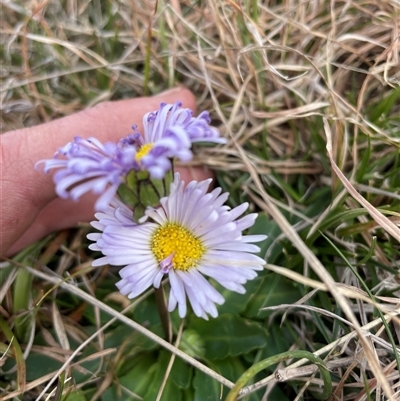 Brachyscome decipiens (Field Daisy) at Tennent, ACT - 8 Sep 2024 by nathkay