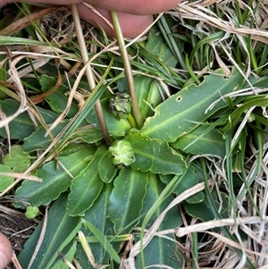 Brachyscome decipiens at Tennent, ACT - 8 Sep 2024