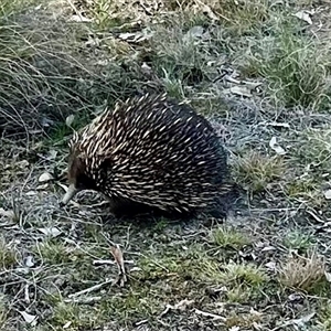 Tachyglossus aculeatus at Forde, ACT - 24 Sep 2024 01:16 PM