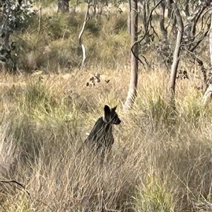 Wallabia bicolor at Forde, ACT - 24 Sep 2024