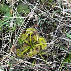 Drosera (genus) (A Sundew) at Bonner, ACT - 24 Sep 2024 by Jillw