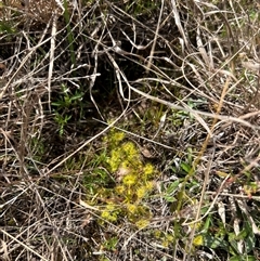 Drosera sp. at Bonner, ACT - 24 Sep 2024