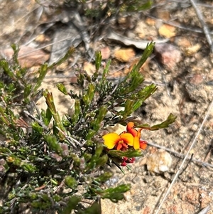 Dillwynia sericea at Forde, ACT - 24 Sep 2024 12:18 PM