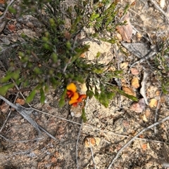 Dillwynia sericea at Forde, ACT - 24 Sep 2024 12:18 PM