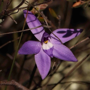 Glossodia major at Gundaroo, NSW - 20 Sep 2024