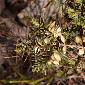 Melichrus urceolatus at Gundaroo, NSW - 20 Sep 2024