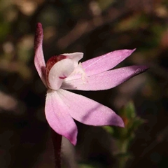 Caladenia fuscata (Dusky Fingers) at Gundaroo, NSW - 20 Sep 2024 by ConBoekel