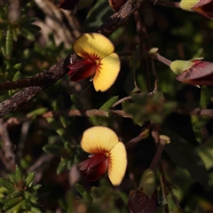 Bossiaea prostrata (Creeping Bossiaea) at Gundaroo, NSW - 20 Sep 2024 by ConBoekel