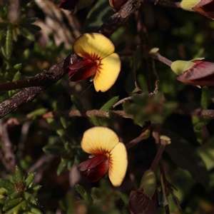 Bossiaea prostrata at Gundaroo, NSW - 20 Sep 2024