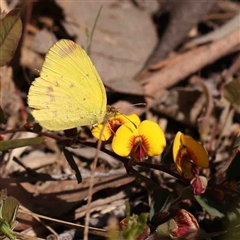 Eurema smilax (Small Grass-yellow) at Gundaroo, NSW - 20 Sep 2024 by ConBoekel