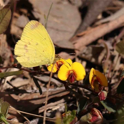 Eurema smilax (Small Grass-yellow) at Gundaroo, NSW - 20 Sep 2024 by ConBoekel