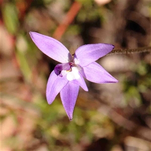 Glossodia major at Gundaroo, NSW - 20 Sep 2024