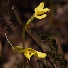 Diuris chryseopsis (Golden Moth) at Gundaroo, NSW - 20 Sep 2024 by ConBoekel