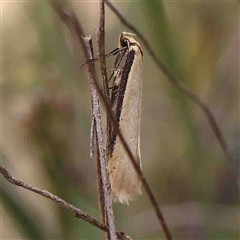 Philobota productella (Pasture Tunnel Moth) at Gundaroo, NSW - 20 Sep 2024 by ConBoekel