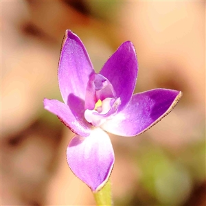 Glossodia major at Gundaroo, NSW - suppressed