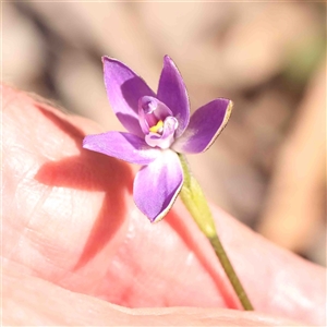 Glossodia major at Gundaroo, NSW - 20 Sep 2024