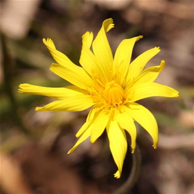 Unidentified Other Wildflower or Herb at Gundaroo, NSW - 20 Sep 2024 by ConBoekel