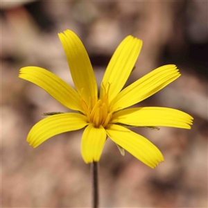 Microseris walteri at Gundaroo, NSW - 20 Sep 2024