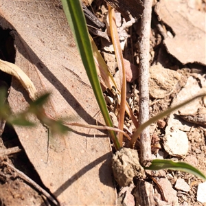 Microseris walteri at Gundaroo, NSW - 20 Sep 2024