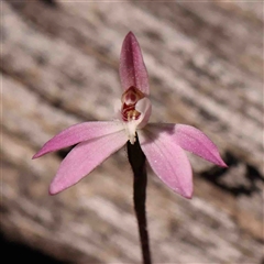 Caladenia fuscata (Dusky Fingers) at Gundaroo, NSW - 20 Sep 2024 by ConBoekel