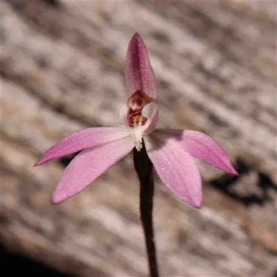 Caladenia fuscata (Dusky Fingers) at Gundaroo, NSW - 20 Sep 2024 by ConBoekel