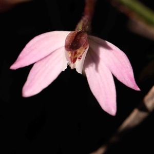 Caladenia fuscata at Gundaroo, NSW - suppressed