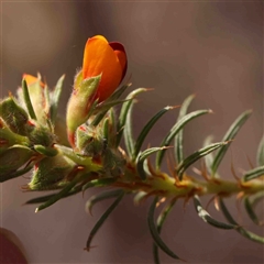 Pultenaea praetermissa at Gundaroo, NSW - 20 Sep 2024 by ConBoekel