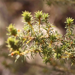 Pultenaea praetermissa at Gundaroo, NSW - 20 Sep 2024 02:13 PM