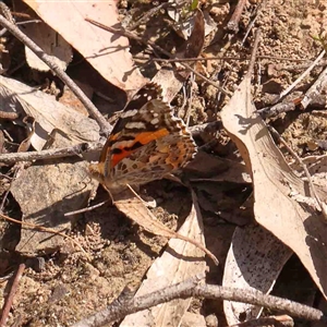 Vanessa kershawi at Gundaroo, NSW - 20 Sep 2024 02:14 PM