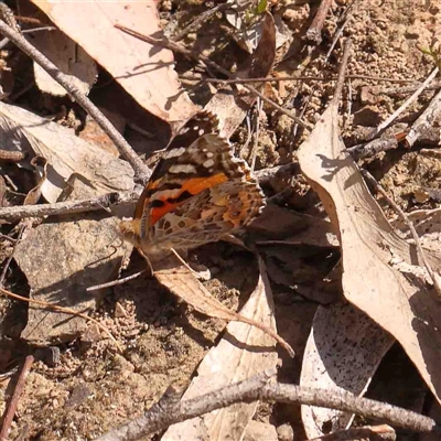 Vanessa kershawi (Australian Painted Lady) at Gundaroo, NSW - 20 Sep 2024 by ConBoekel