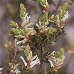 Brachyloma daphnoides at Gundaroo, NSW - 20 Sep 2024