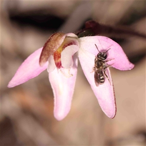 Caladenia fuscata at Gundaroo, NSW - 20 Sep 2024