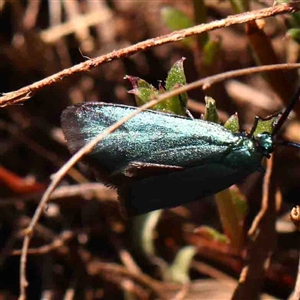 Pollanisus (genus) at Gundaroo, NSW - 20 Sep 2024