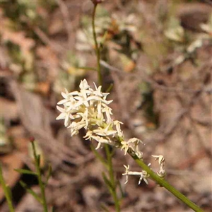 Stackhousia monogyna at Gundaroo, NSW - 20 Sep 2024 02:24 PM