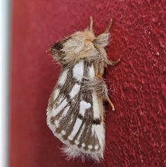 Ochrogaster lunifer (Bag-shelter moth) at Coober Pedy, SA - 26 Sep 2024 by atticus