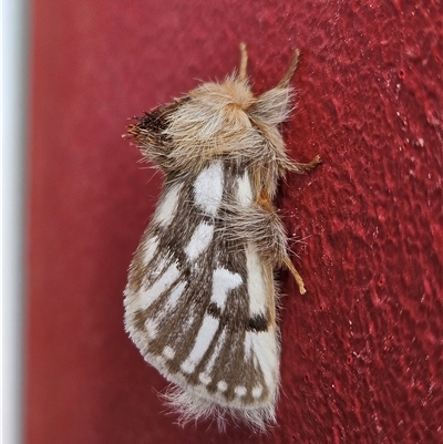 Ochrogaster lunifer (Bag-shelter moth) at Coober Pedy, SA - 26 Sep 2024 by atticus