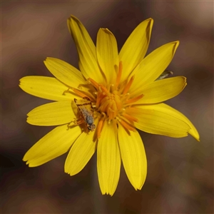 Microseris walteri at Gundaroo, NSW - 20 Sep 2024