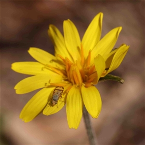 Microseris walteri at Gundaroo, NSW - 20 Sep 2024