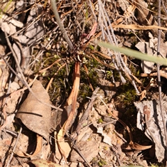 Microseris walteri at Gundaroo, NSW - 20 Sep 2024