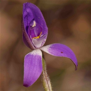 Glossodia major at Gundaroo, NSW - 20 Sep 2024