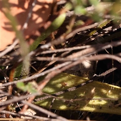 Glossodia major at Gundaroo, NSW - suppressed