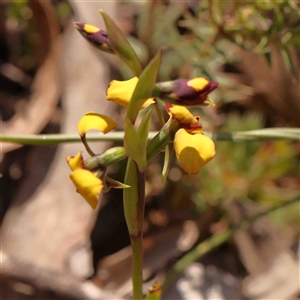 Diuris pardina at Gundaroo, NSW - 20 Sep 2024